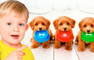 Pets & Animal Stories for Kids 🐾